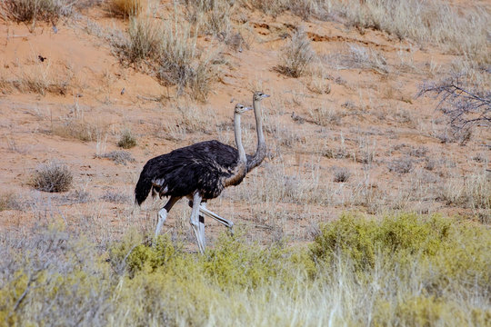 Two female Ostrich,  Kalahari bush in South Africa