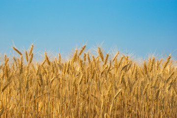 wheat field with clear blue sky background.
