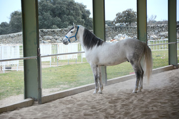 Caballo tordo
