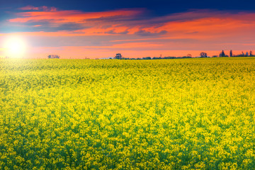 Obraz premium Stunning sunset and canola field,Transylvania,Romania,Europe