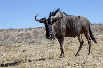 lone male wildebeest, Connochaetes taurinus, Kalahari, South Afr