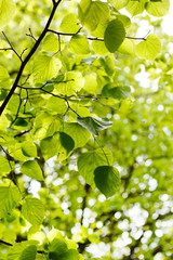 green leaves