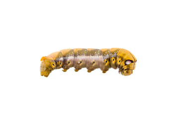 Butterfly worm
