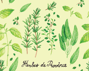 Watercolor Spicy Provence Herbs Pattern Vector illustration