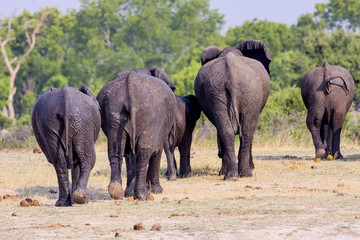 herd of African elephants, waterhole in Hwange, Zimbabwe