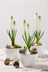 Easter decorations with white pearl hyacinth.