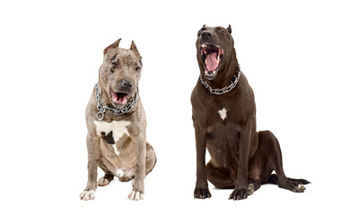 Two dogs of breed pit bull yawning sitting together