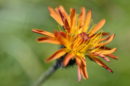Single crepis flower