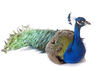 Naklejka premium peacock