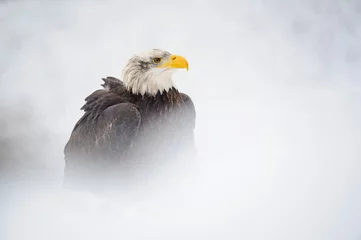 Weißkopfseeadler im Winter