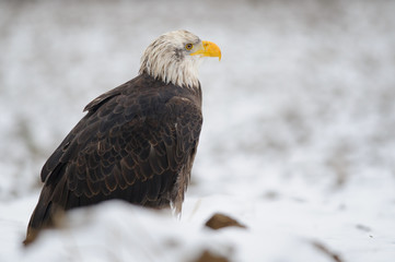 Bald eagle in winter