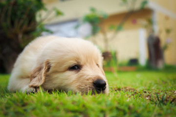 Puppy sleep on the grass with copy-space on the right.
