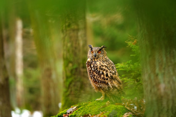 Eurasian eagle-owl in forrest