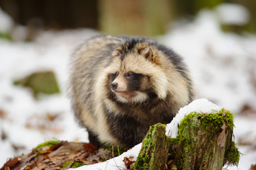 Raccoon dog