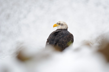 Bald eagle in winter