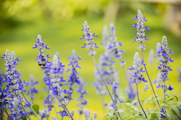 Obraz premium Violet flower in the garden , floral background