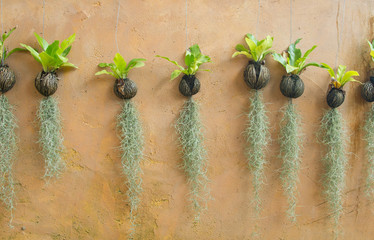 Spanish moss hanging strand and Bird of nest fern