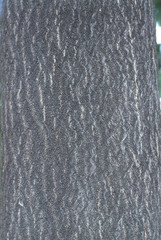 Obraz premium 식물이미지