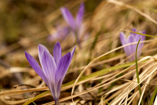 Fiori di Croco nel bosco