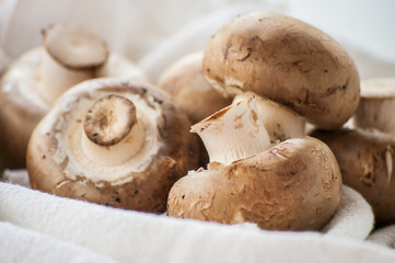 Mushrooms close up on white background