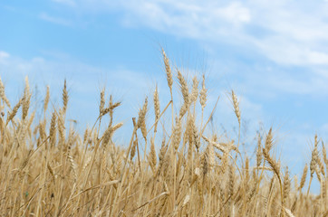 Golden Wheat Field with ripe ears of corn