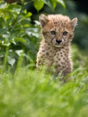 Möbelaufkleber Leopard cub © fraenzken