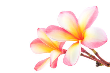 The beaultiful plumeria or frangipani isolated