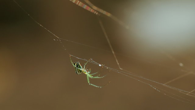 Orchard Spider Webbing Ant Sequence