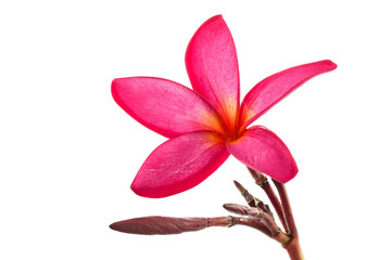 Plumeria isolated