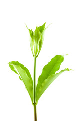 small plant isolated