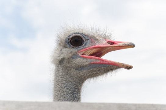 Big domestic ostrich in the poultry yard