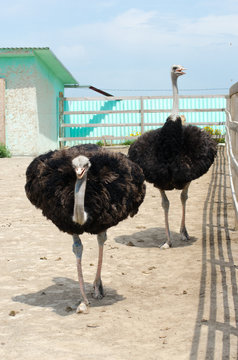 Big domestic ostrich in the poultry yard