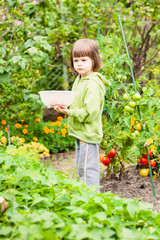 little girl picking tomatoes