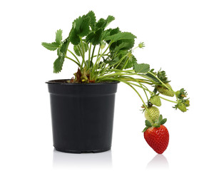 Strawberry plant and pot