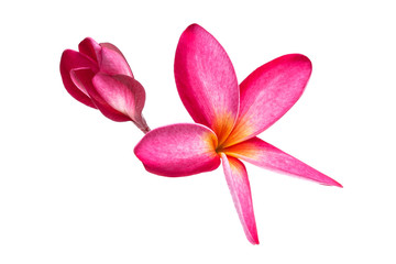 The beaultiful plumeria or frangipani isolated