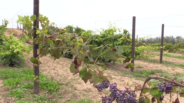 grape plantation branch entwine on stake