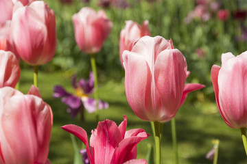 Beautiful Pink Tulips in Spring in the Netherlands