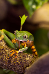 Frosch im Regenwald