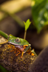 Frosch im Regenwald