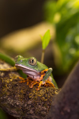 Frosch sitzt und wartet