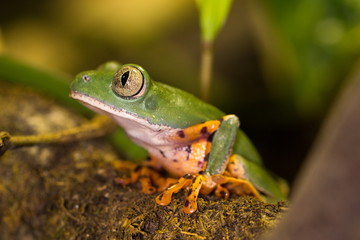 Frosch sitzt auf Ast