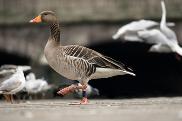 schreitende Ente in der Stadt