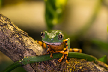 Frosch sitzt auf Baum