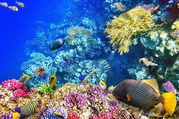 Underwater world with corals and tropical fish.