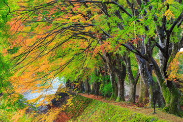 Maple corridor, Kawaguchiko lake, Japan