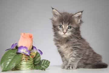 Cute Maine Coon kitten