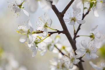 Obraz premium White Plum tree spring blossom in park