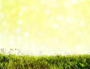 Fototapeta premium Grüner Gras und Bokeh