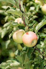 apples on a tree