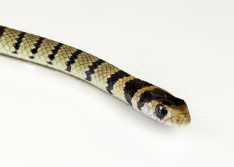 A juvenile eastern brown snake